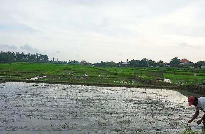 Uma Ubud 2*